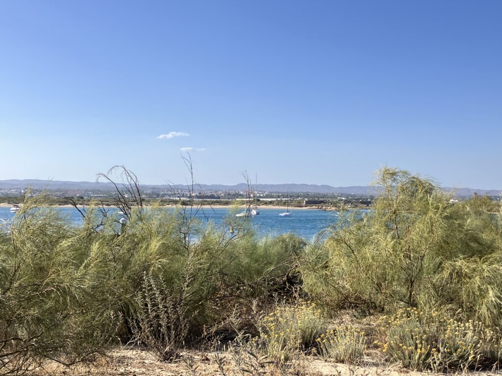AMAZING rental apartment in Tavira Portugal sunny refuge img 5583